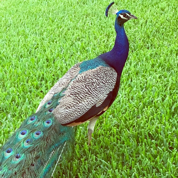 Meet your Posher, Pat - Picture 1 of 1